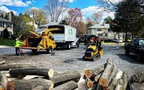 Best Tree Maintenance Programs  in Western Lake, TX