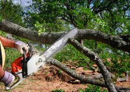 Best Palm Tree Trimming  in Western Lake, TX