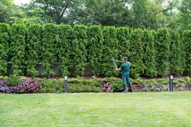 Best Pest Control for Lawns  in Western Lake, TX