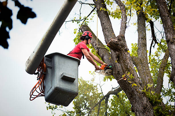 Best Tree Preservation Services  in Western Lake, TX