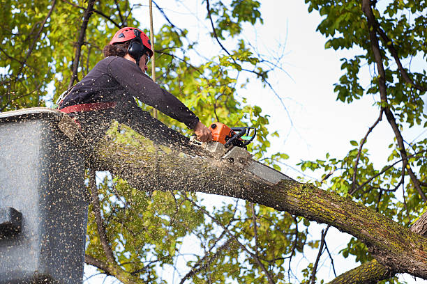 Best Leaf Removal  in Western Lake, TX